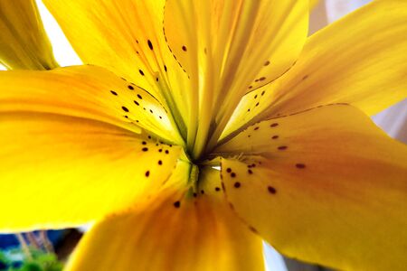 Beautiful yellow tiger lily in the back lightの写真素材