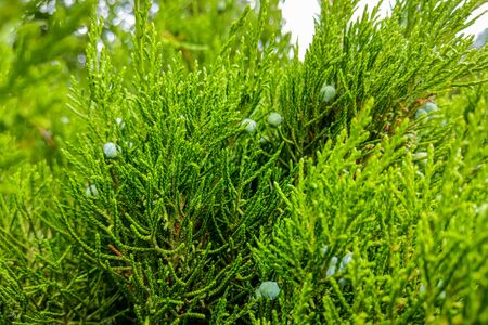 Green leaves pattern of creeping juniper or Juniperus horizontalisの写真素材