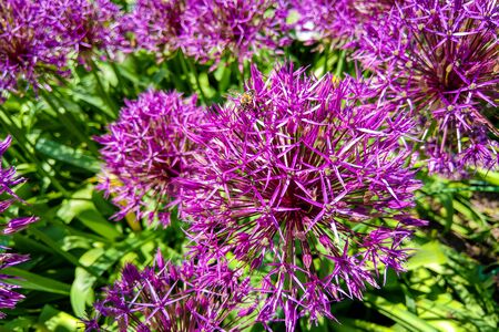 Field of Allium, ornamental onion. Few balls of blossoming Allium flowers. Filled full frame. Beautiful picture with Alliums for the gardening themeの写真素材