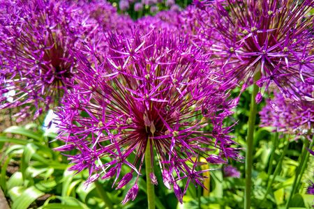 Allium Giganteum blooming. Few balls of blossoming Allium flowersの写真素材