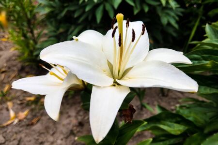 Beautiful white lily flowers on a background of green leaves outdoors. Selective focus