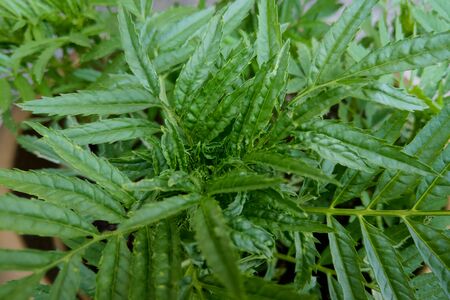 Macro views of the the center of tarragon leaves growingの写真素材