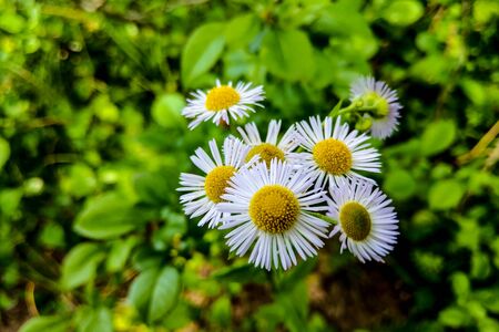white chrysanthemum flowers with yellow centre-close upの写真素材
