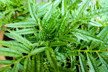 Macro views of the the center of tarragon leaves growingの写真素材