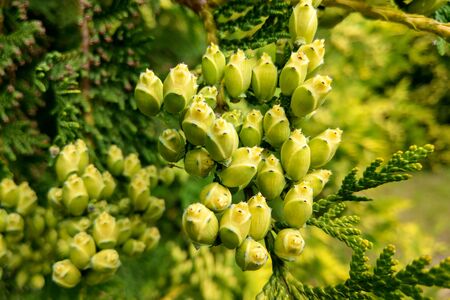 Juniper tree branch texture green needle background. Juniperus communis bush is evergreen coniferous...