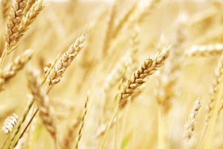 Magnificent ears of elite barley in the field. Advertising of fertilizers for farmers,...