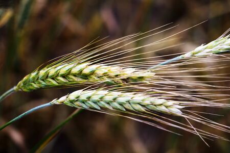 a background image of green barley fieldの写真素材