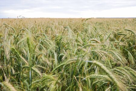 a background image of green barley fieldの写真素材