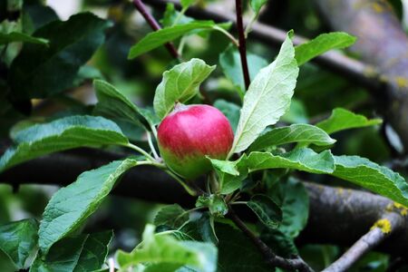 Red apples on apple tree branch in the gardenの写真素材