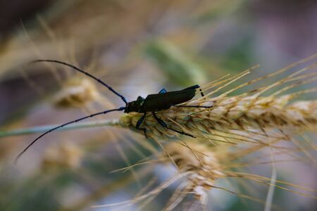 Small insect on the ears of barley, selective focusの写真素材