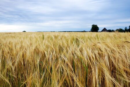Ear of the wheat on field. Natural compositionの写真素材