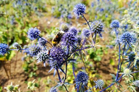 blue globe thistle in bloom in the gardenの写真素材