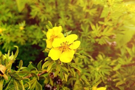 Damiana,Turnera diffusa is a plant with yellow flowers,used as herbal medicineの写真素材