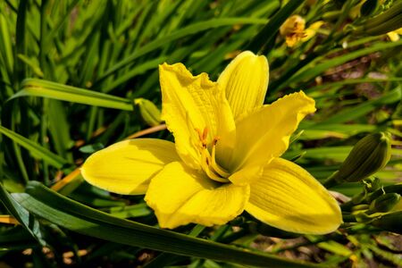Vibrant yellow lilies in a summer gardenの写真素材
