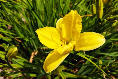 Front view of a Beautiful Yellow Lily Blooming in the gardenの写真素材