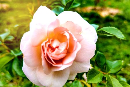 Pink Rose flower bloom on background blurry roses in roses gardenの写真素材