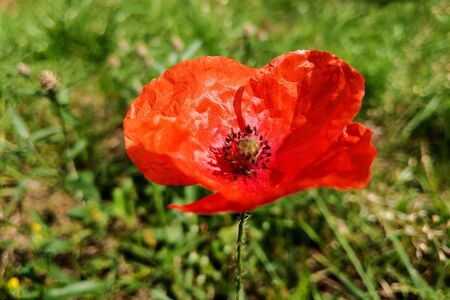 Field of Corn Poppy Flower Papaver rhoeas in Springの写真素材
