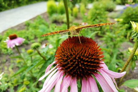 Beautiful butterfly on colorful flower in the gardenの写真素材