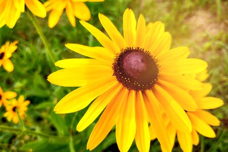 A Black-eyed Susan flower in the midst of a flower bedの写真素材