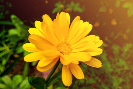 Flower calendula officinalis, pot, garden or English marigold on blurred green background. Calendula on the sunny summer day. Close up of Medicinal calendula herb for tea or oilの写真素材