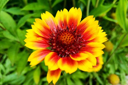 Flower - closeup of an indian blanket with copy-spaceの写真素材