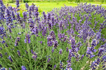 Lavender flower field diminishing to distant soft focus but with emphasis on front as a horizontal imageの写真素材