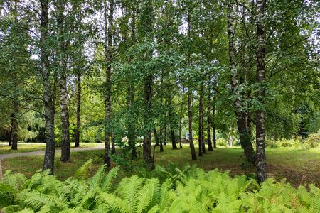 Beautiful view of a young green park in spring or summer on a sunny dayの写真素材