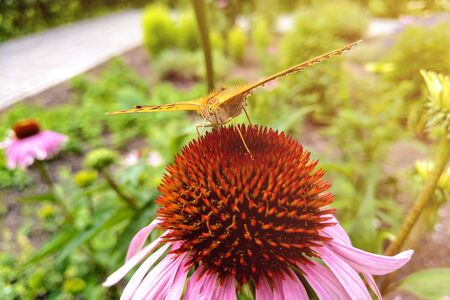 Beautiful butterfly on colorful flower in the gardenの写真素材
