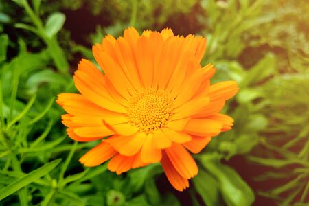 Flower with leaves Calendula, garden or English marigold on blurred green background. Close up of Medicinal Calendula herbの写真素材