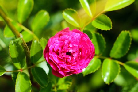 Red Roses on a bush in a garden. Nature. Spring. Valentine's Day, mothers Dayの写真素材
