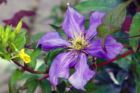 A purple clematis flower, clematis viticella, blooms in a Japanese garden. Flower of clematis -...