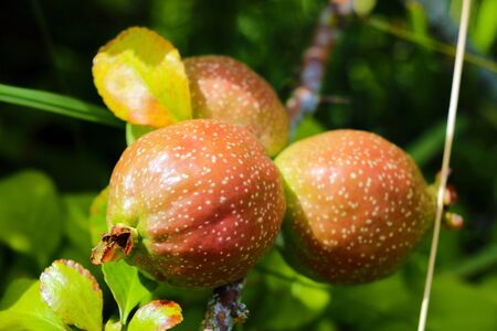 View of the young quince fruits in the garden on a sunny day