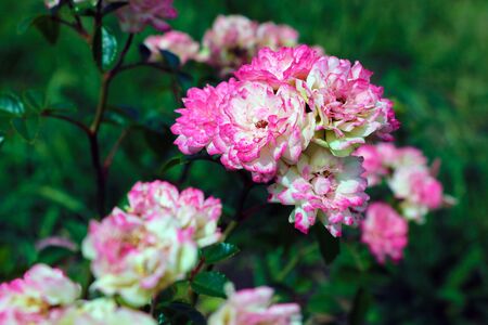 Beautiful bright roses in the garden on a clear sunny dayの写真素材