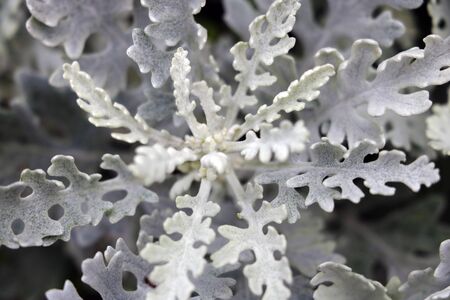 Closeup plant leaves, black and white photo, background, textureの写真素材
