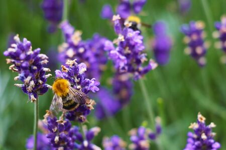Closeup image of violet lavender flowers in the field in sunny dayの写真素材