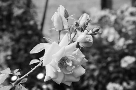 Rose buds in the garden black and white photoの写真素材