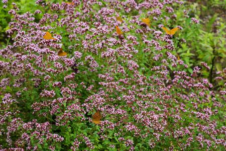 View of a young flowering field of flowers in springの写真素材