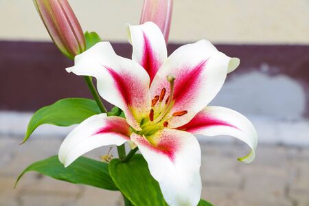 Pink lily flower in the garden, spring, natureの写真素材
