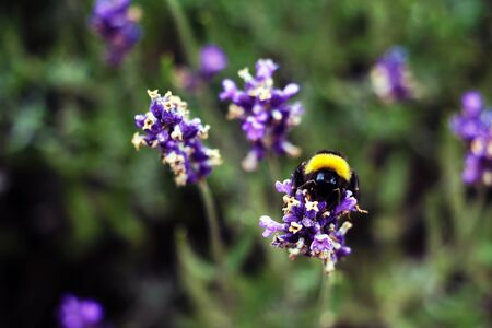 Lavender flower close up in a field against a blue sky backgroundの写真素材