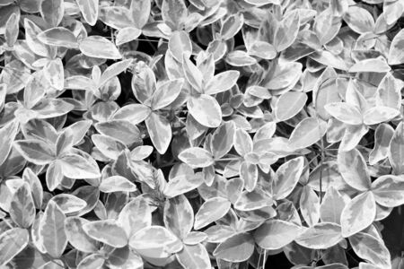 Young green leaves of flowers or plants, black and white photo, background, textureの写真素材