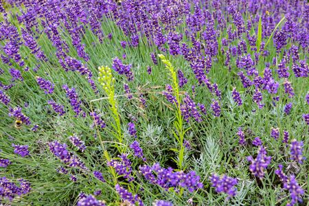 Lavender flower close up in a field against a blue sky backgroundの写真素材