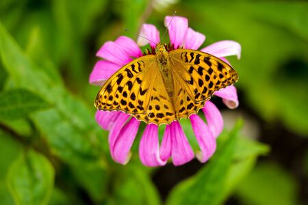 Beautiful butterfly pollinates flowers in the garden in spring or summerの写真素材