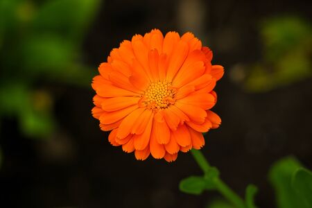 Calendula Marigold flower and leaf on green natural summer background. Calendula medicinal plant petals and herb leaves. Calendula officinalis flower field plant. Macro herbal tea calendula plant flowerの写真素材