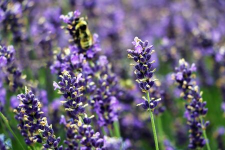 Close-up of lavender flower on a summer day in the gardenの写真素材