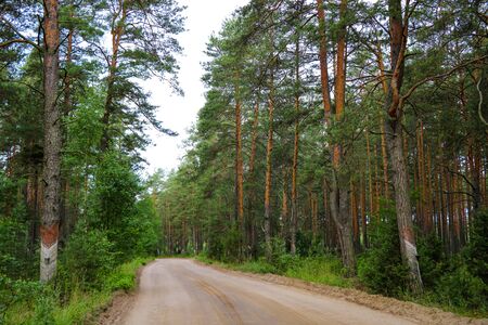 Sandy road through a dense young green pine forestの写真素材