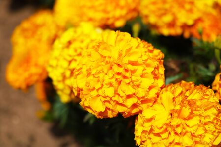 Close-up on orange and yellow French marigold flowersの写真素材