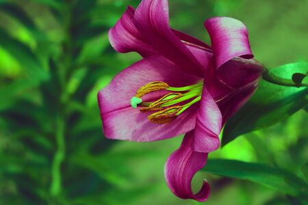 Red Lily Flower in the garden in the summer or springの写真素材