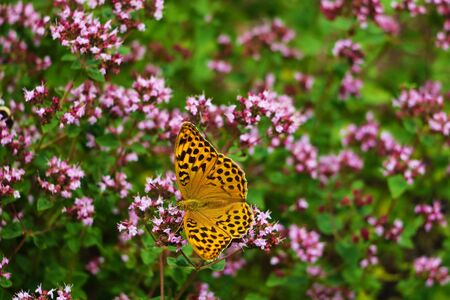 The beautiful butterfly sits on red flowersの写真素材