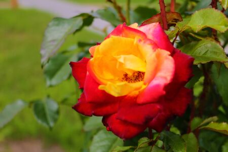 Macro, shallow depth of field image of a single red and yellow roseの写真素材