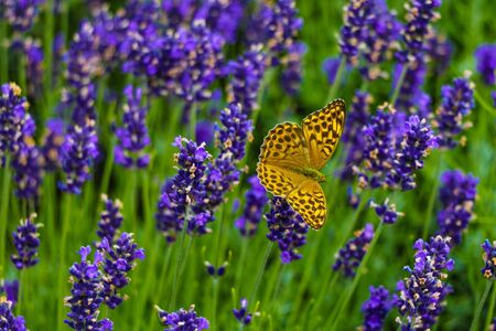 Beautiful butterfly sitting on a branch of lavender. This type of insect is gathered in huge swamps